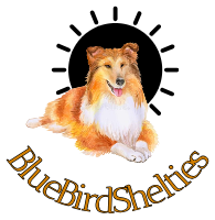 Bluebird Sheltie Puppy Home